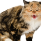 Image for article titled Stone-Cold Cat Trashes Home and Terrorizes Elderly Couple